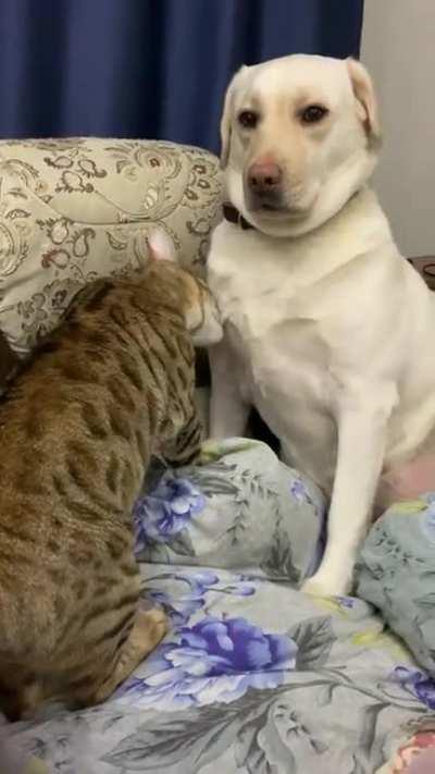 when the dog sat on your sofa and does not want to leave