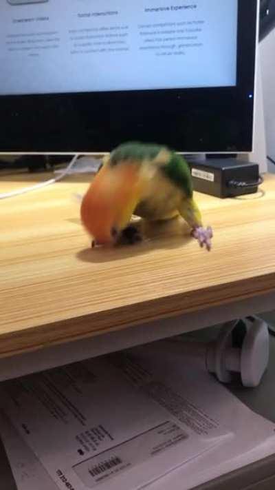 Chaotic little chicken