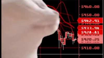 Cat don't care, the more we buy and hold dips