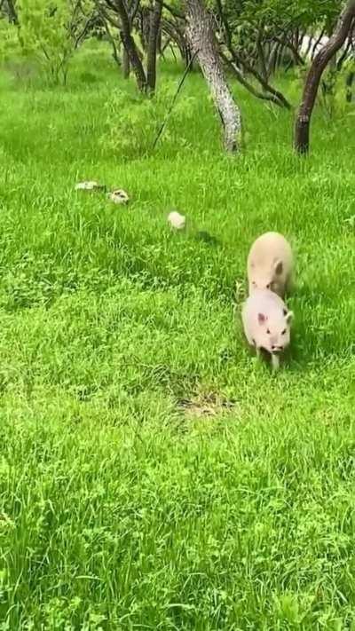 So cute 🐖🐖