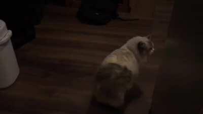 She woke up from a nap and meowed mid-yawn