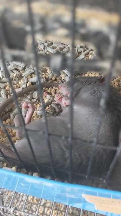 This is an adult male Rattus rattus (or Roof Rat.) One of the two true Rat species brought to the Americas by people. The other, R. norvegicus (or Fancy Rat) is more common as a pet. R. Rattus is arboreal. They are slender, and have long limbs, digits and