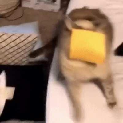 Gasly at the race start