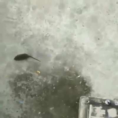 Apparently people really hate this video. Am I some kind of psychopath?