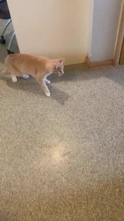 CatCat encounters round floor thing for the first time…