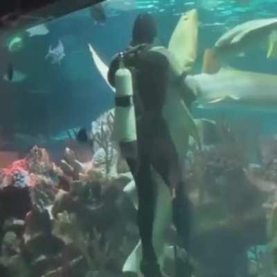 Dance with the shark shinji!