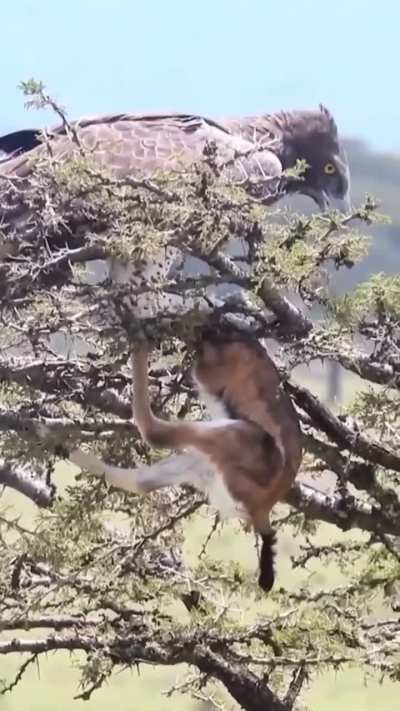 Martial eagles are arguably the most accomplished living avian predators of ungulates (rivaled only by golden or crowned eagles), especially small or young antelopes