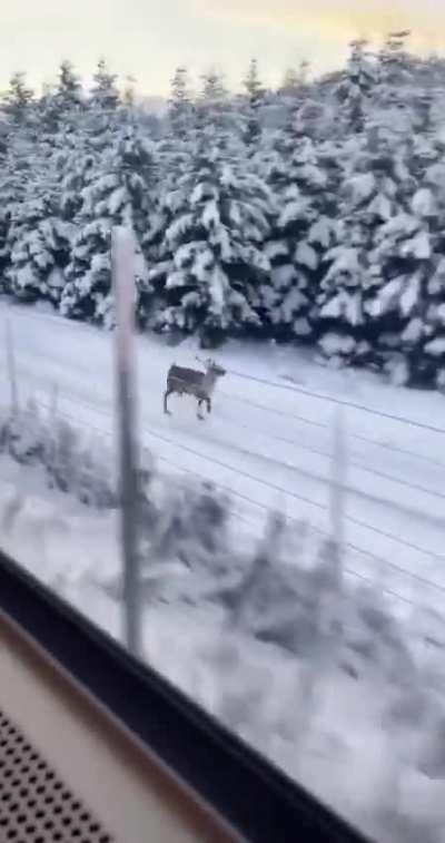 This reindeer happily trotting alongside a train