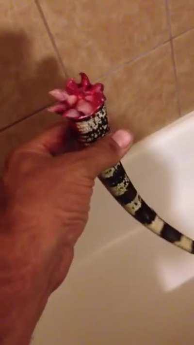 Lizard's tail still moving after it's dropped