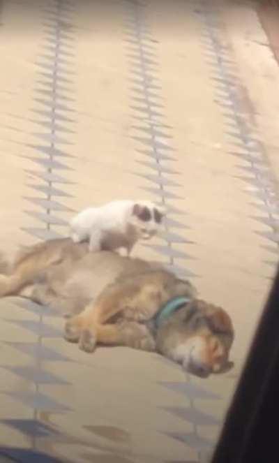 Napping in the sun together