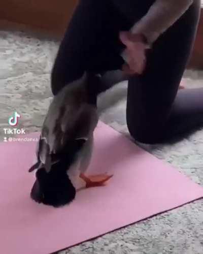 kIlLeR DuCk fUcKiNg hAtEs yOgA