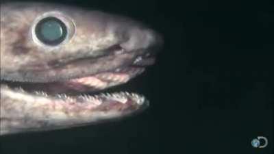 POV: You just met the deep sea Frilled Shark. This serpentine creature one of the most ancient shark species on Earth.