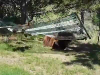 Bear cubs trying to get in a hammock