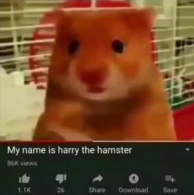 Harry the Hamster