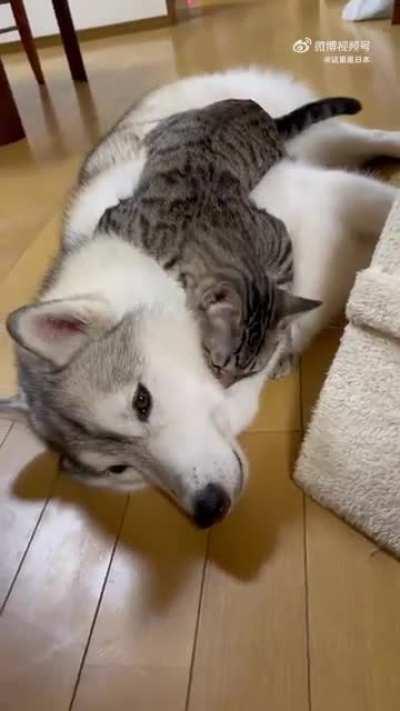 I have successfully tamed the big fluffy dog and want to get it to sign an unequal treaty in which I am to use them as a snuggle pillow whenever I want. What other terms should I impose on the doggo?