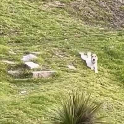 Stealth mode activated..