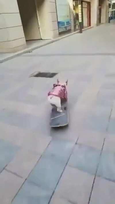 Fastest Skateboarder Pup