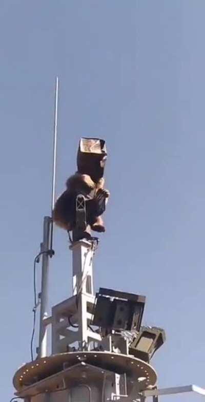 Angry bear with a cardbord box on its head climbs a communication mast at a Turkish military base.