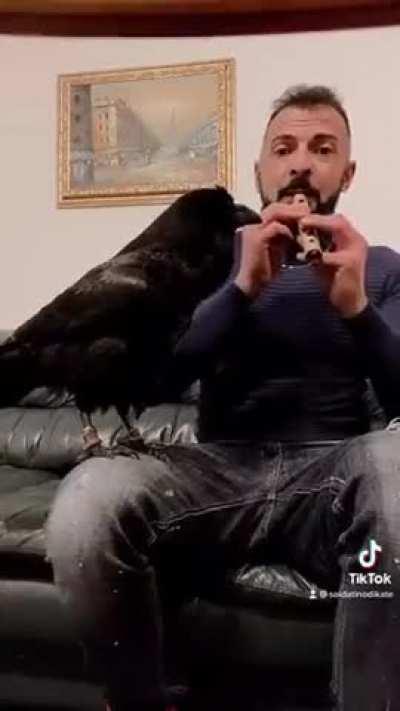 This crow singing to a tune