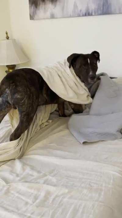 This big boy loves our bed