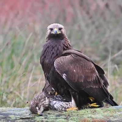 A golden eagle mauls and kills a common buzzard