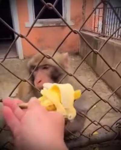 Don't make this monkey angry or else.