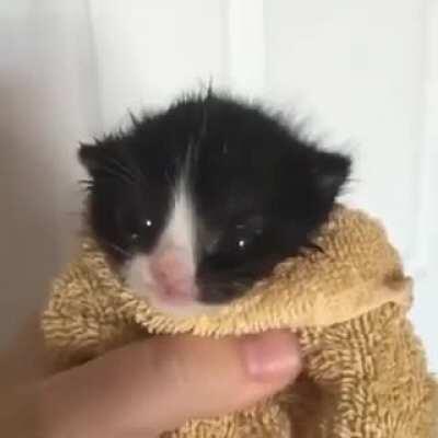 Achei Fofin e resolvi postar aqui,um abraço a todos amantes de gatos