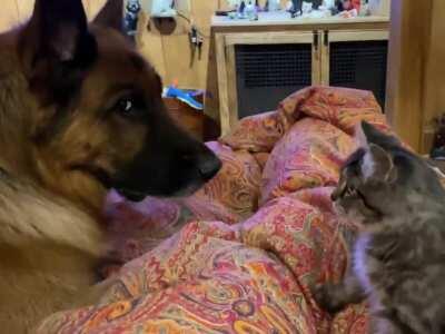 Your Kitten needs Anger Management Classes...