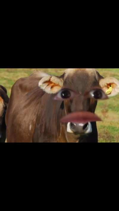 Si los animales hablaran