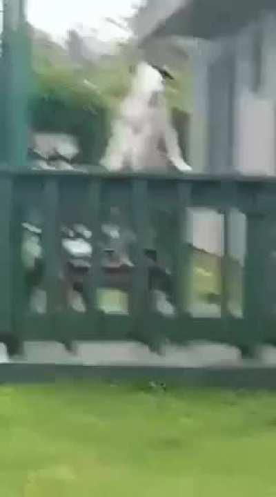 My dog looks like hitler