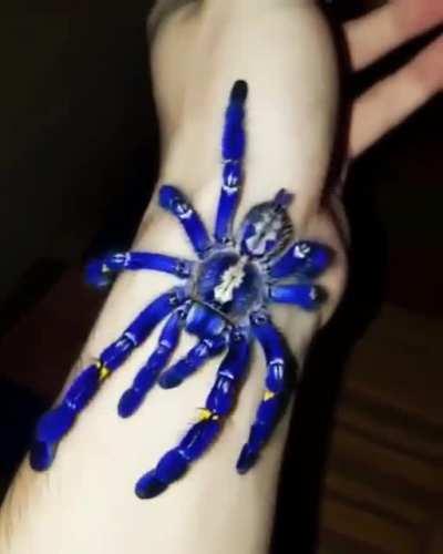Cobalt blue tarantula