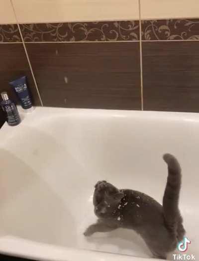 Кошка которая любит снег