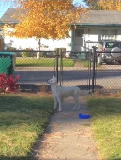 Blind and deaf dog knows when owner comes home from work
