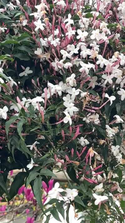 A beautiful humming bird moth on our jasmine in slow motion.