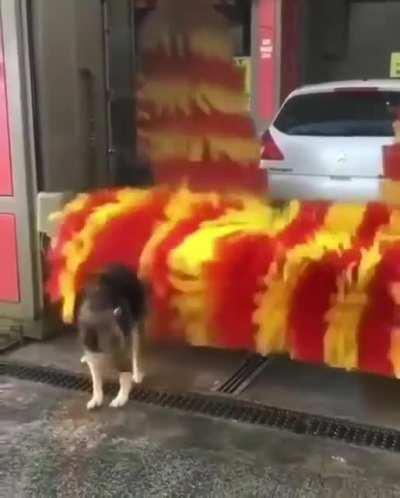 Big brush doggo