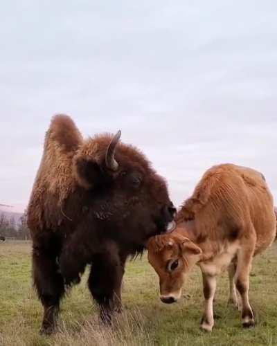 Even if she isn't their biological mother, Helen sees herself as a mother to all the other residents at Lighthouse Farm Sanctuary