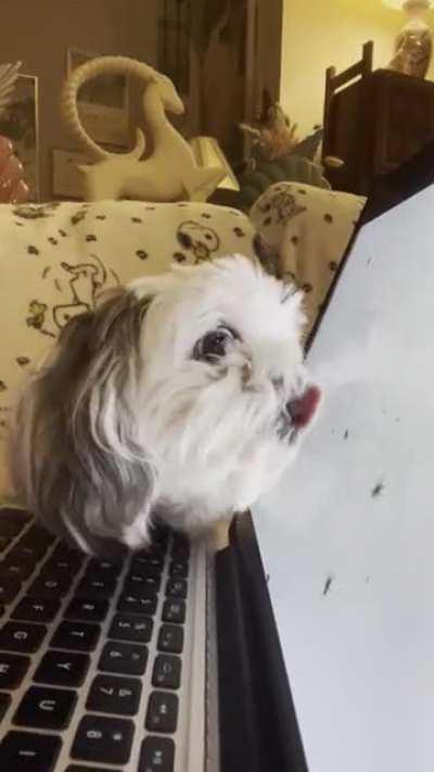 I noticed Chubby was tracking the cursor as I used the computer and got curious what he would do if I played a vid of bugs crawling across the screen