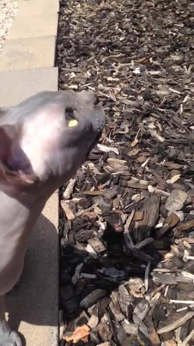 Just a little chat with the bird