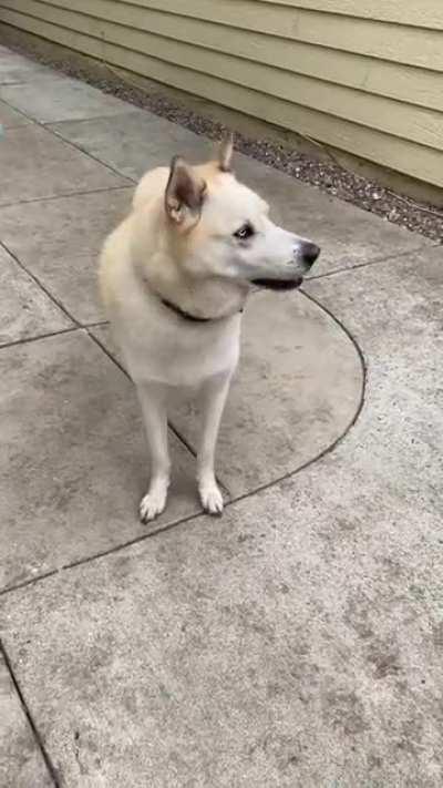 You guys think he’s still got hope for fetch?