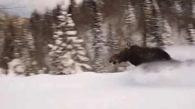 The speed and size of a moose plowing through about 3 feet of snow