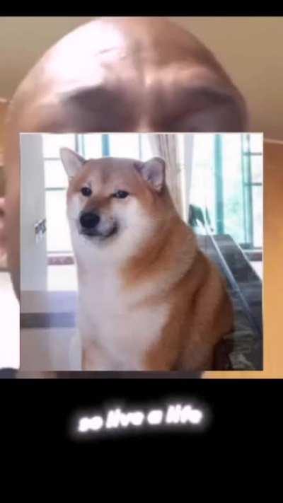 R.I.P Doge 😭😢