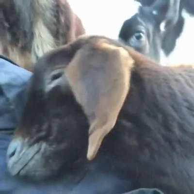 Animals at Black Goat Sanctuary come over for some affection