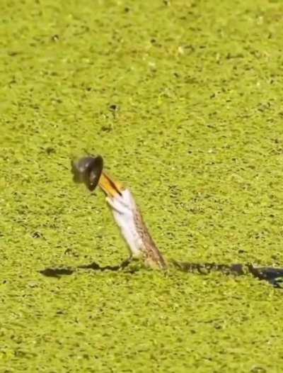 Found the Pakistan fielding coach