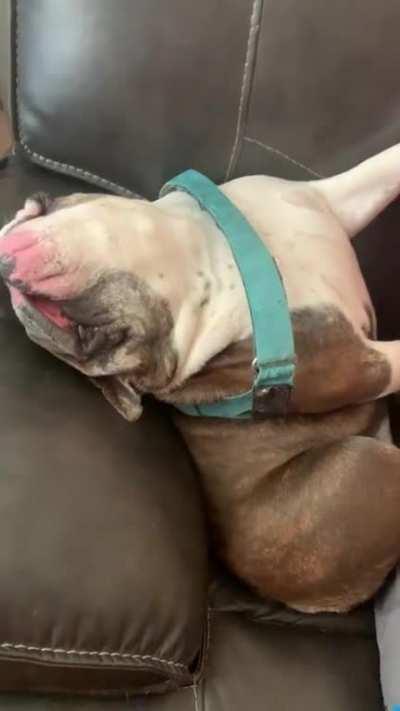 The comfiest of sleeping positions