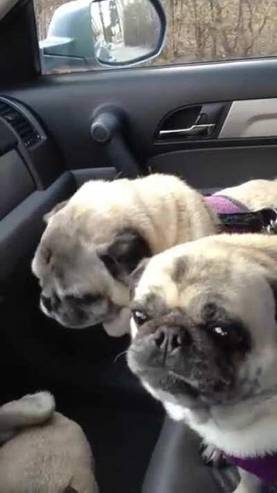 Oh we’re posting screaming drama-pugs?