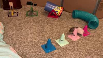 My smol pet rat Butter doing a fun agility course!