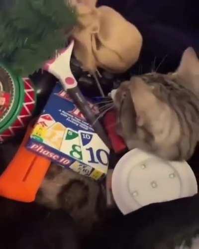 Kitty doesn't care about what’s stacked on him.