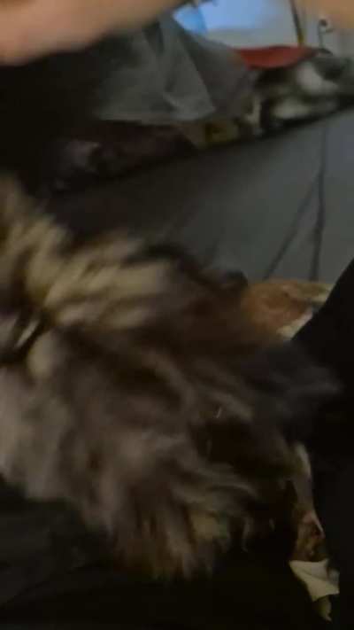 I'm secretly conditioning her to luke bongs. I think its working...