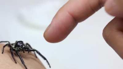 cute Hyllus Giganteus