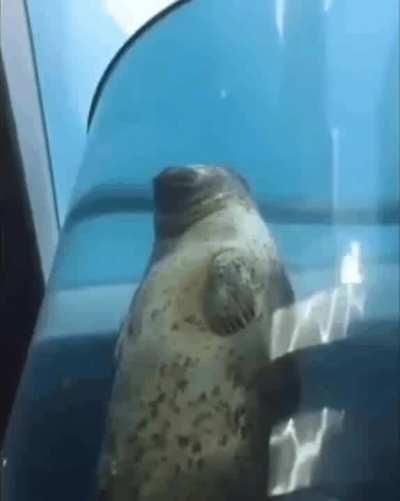 My seal people need me